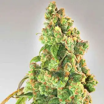Nurse Lilly CBD - Expert Seeds
