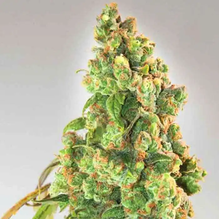 Nurse Lilly CBD - Expert Seeds