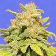 White Meth Crystal Auto - Original Sensible Seeds