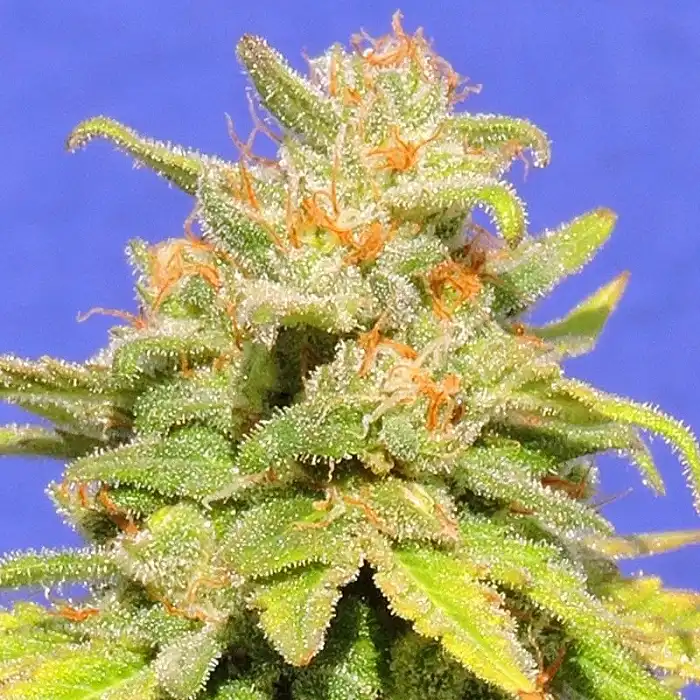 White Meth Crystal Auto - Original Sensible Seeds