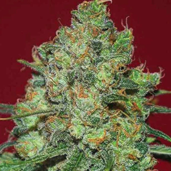 Clinical White CBD