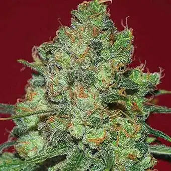 Clinical White CBD - Expert Seeds