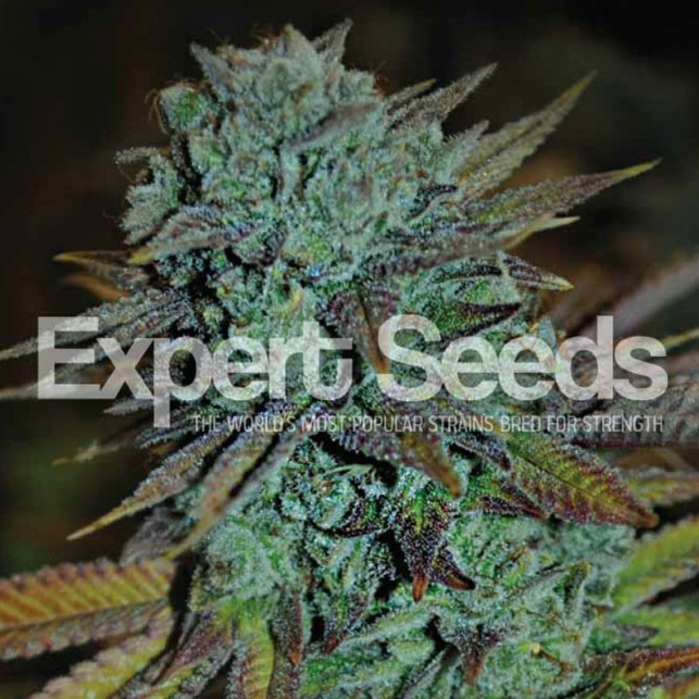 Gorilla Glue 4 - Expert Seeds