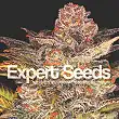 Glueberry Auto - Expert Seeds Glueberry Auto - Expert Seeds