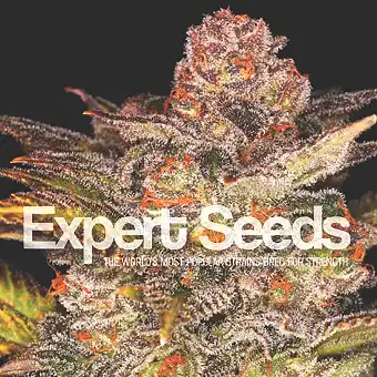 Glueberry Auto - Expert Seeds