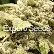 Gorilla Glue 4 X White Widow - Expert Seeds