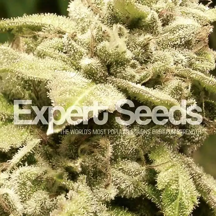 Gorilla Glue 4 X White Widow - Expert Seeds