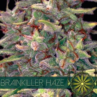 Brainkiller Haze