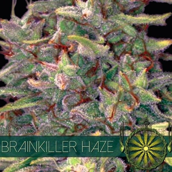 Brainkiller Haze - Vision Seeds
