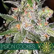 Vision Cookies - Vision Seeds Vision Cookies - Vision Seeds