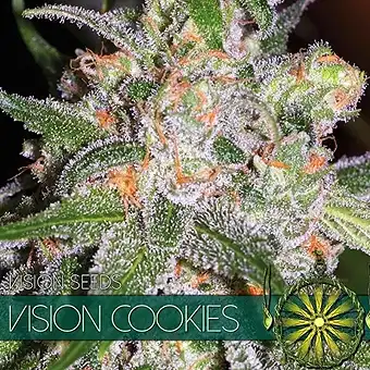 Vision Cookies - Vision Seeds