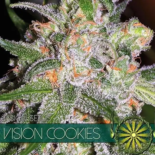 Vision Cookies - Vision Seeds