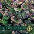 La Blanca Gold Auto - Vision Seeds