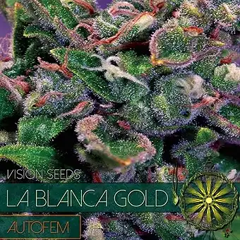 La Blanca Gold Auto - Vision Seeds