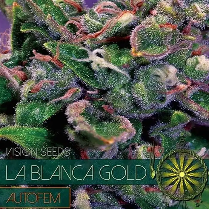 La Blanca Gold Auto - Vision Seeds