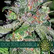 Doctor Jamaica - Vision Seeds Doctor Jamaica - Vision Seeds