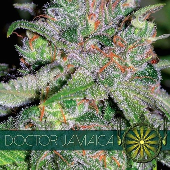 Doctor Jamaica - Vision Seeds