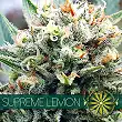 Supreme Lemon - Vision Seeds