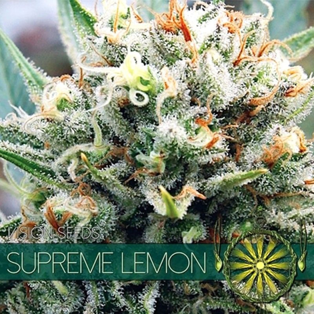 Supreme Lemon - Vision Seeds