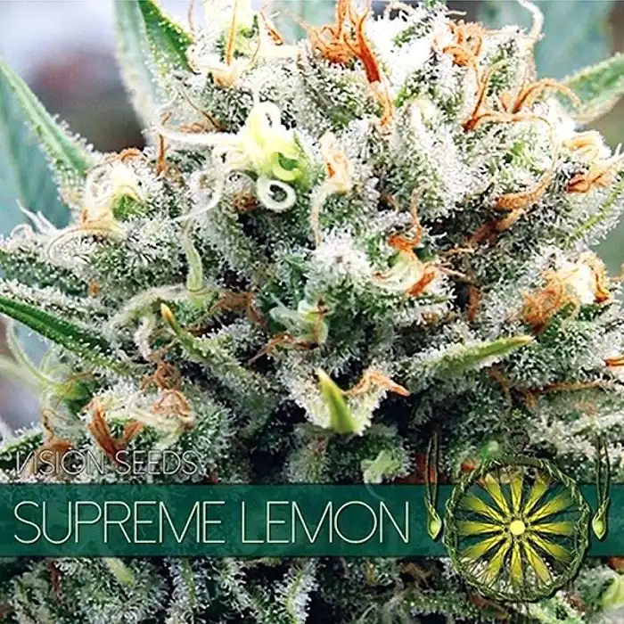 Supreme Lemon - Vision Seeds