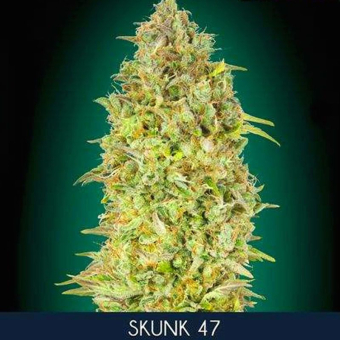 Skunk 47 Advanced Seeds