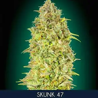 Skunk 47 - Advanced Seeds