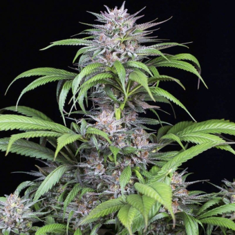 Quick Kush