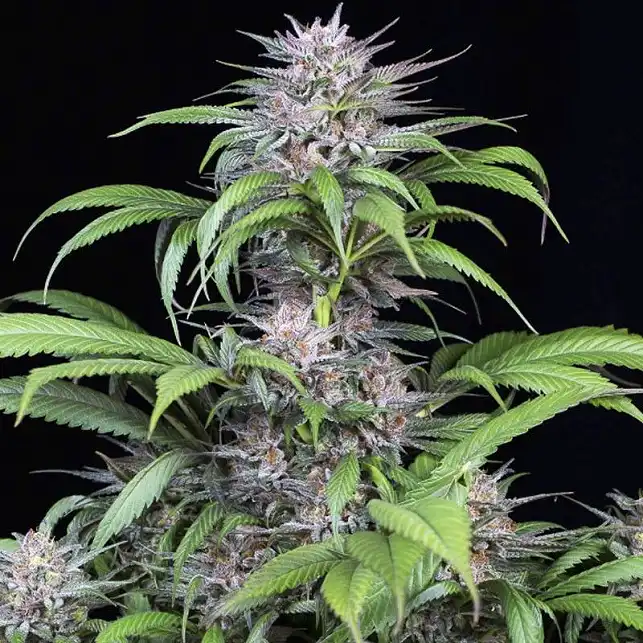 Quick Kush - Dinafem Seeds Quick Kush - Dinafem Seeds