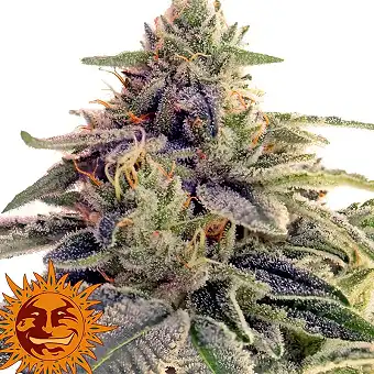 Shiskaberry - Barneys Farm