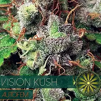 Vision Kush Auto - Vision Seeds