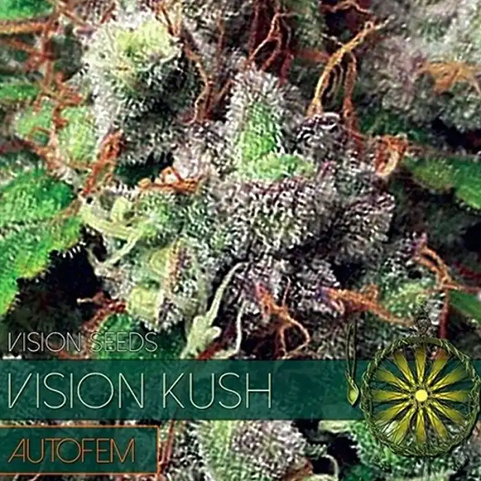 Vision Kush Auto - Vision Seeds