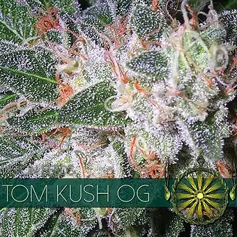 Tom Kush OG - Vision Seeds