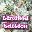 Sweet Diesel - Dr Underground