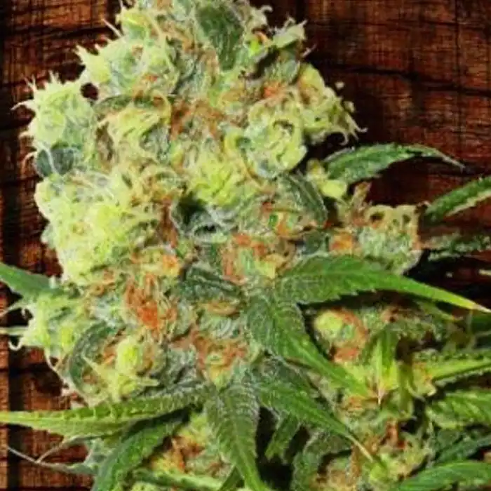 Neil Haze - Kannabia