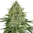 Super Skunk Auto - Seed Stockers