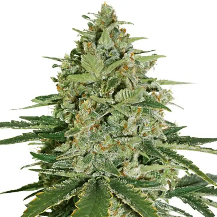 Super Skunk Auto - Seed Stockers