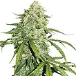 CBD 1:1 Silver Lime Haze Auto - Seed Stockers