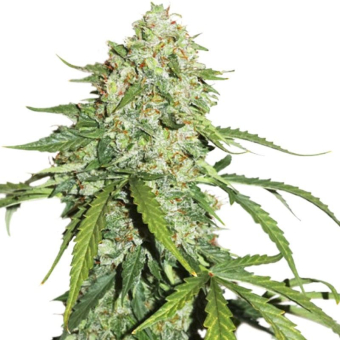 CBD 1:1 Silver Lime Haze Auto