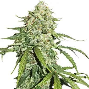 CBD 1:1 Silver Lime Haze Auto - Seed Stockers