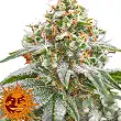Pink Kush - Barneys Farm