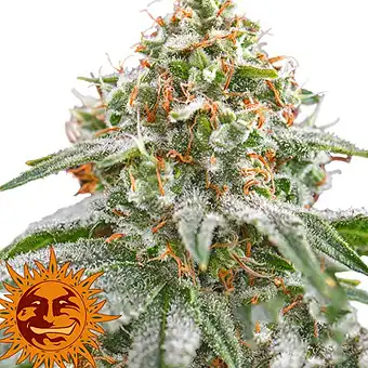 Pink Kush - Barneys Farm