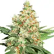 OG Kush - Seed Stockers