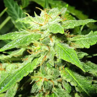 OG Kush Auto - Seed Stockers