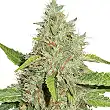 Northern Lights - Seed Stockers