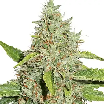 Northern Lights - Seed Stockers