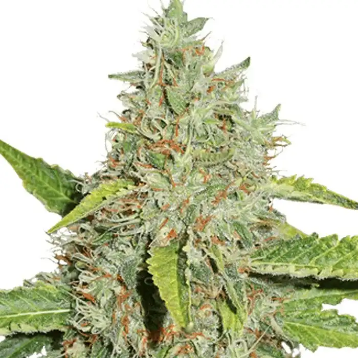 Northern Lights - Seed Stockers