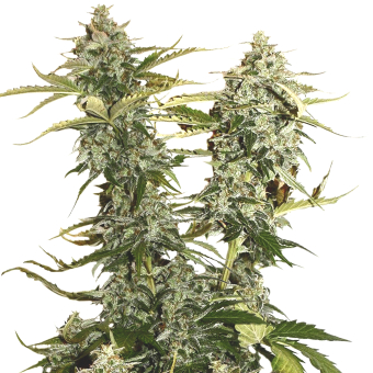 OG Candy Dawg Kush