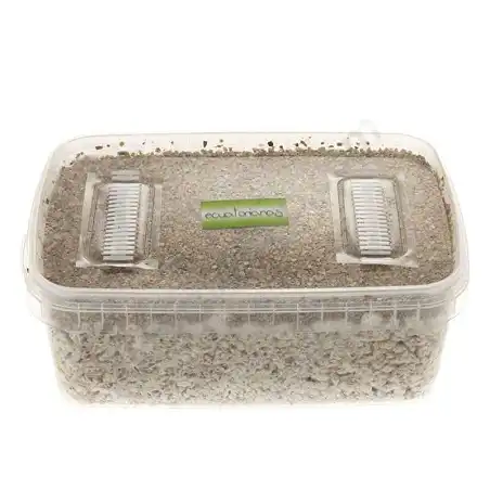 Kit cultivo setas ecuatorianas