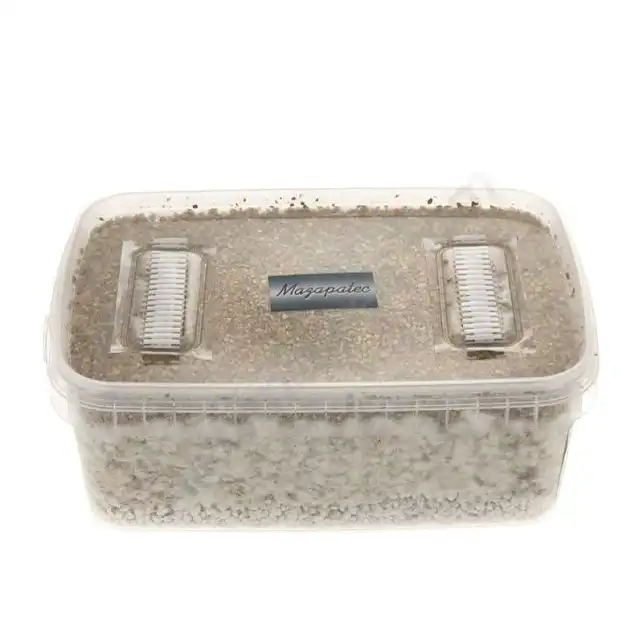 Kit de cultivo de setas Mazatapec
