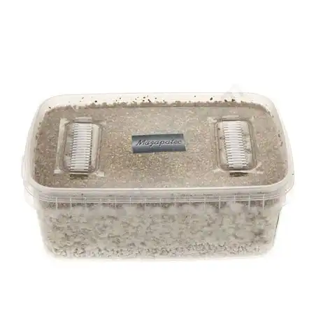 Mazatapec mushroom cultivation kit